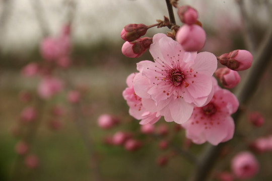 桃花盛开