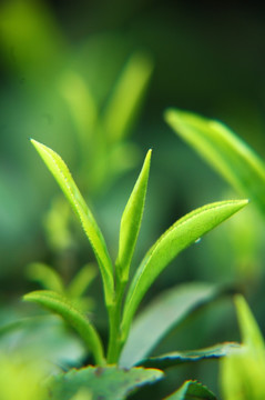 茶芽