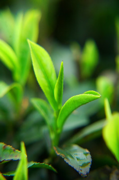 茶芽