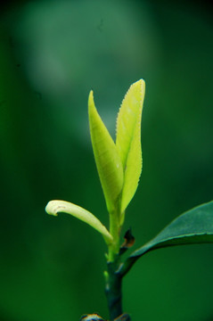 茶芽