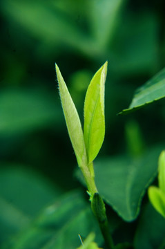 茶芽