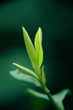 茶芽