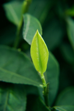 茶芽