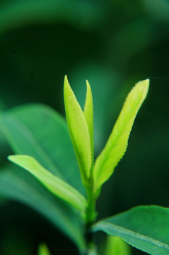 茶芽