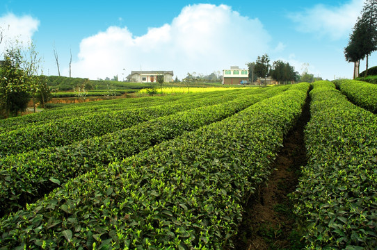 茶山