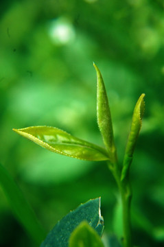 茶芽