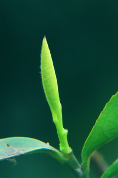 茶芽