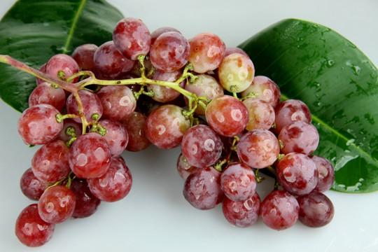 新疆伊犁红提鲜食葡萄