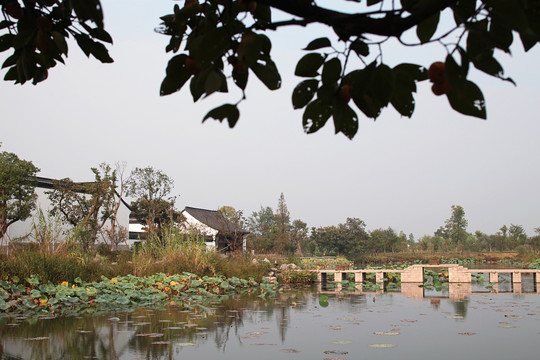 杭州西溪湿地