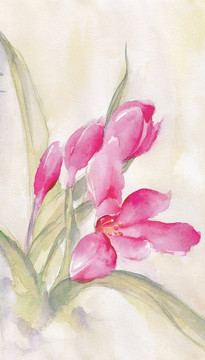水彩蘭花（未分層）