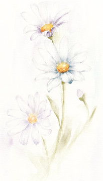 水彩雛菊（未分層）