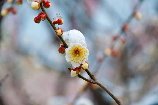 迎春雪梅