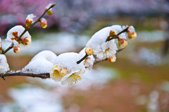 迎春雪梅