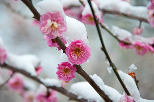 迎春雪梅