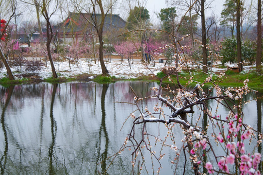 迎春雪梅