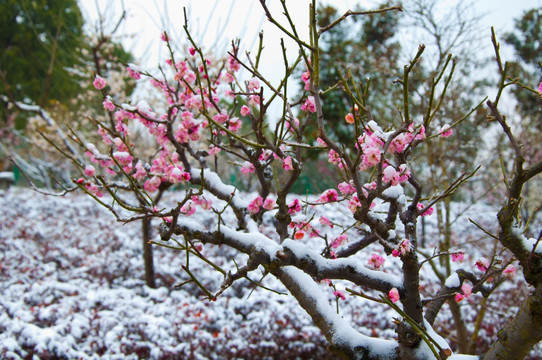 迎春雪梅