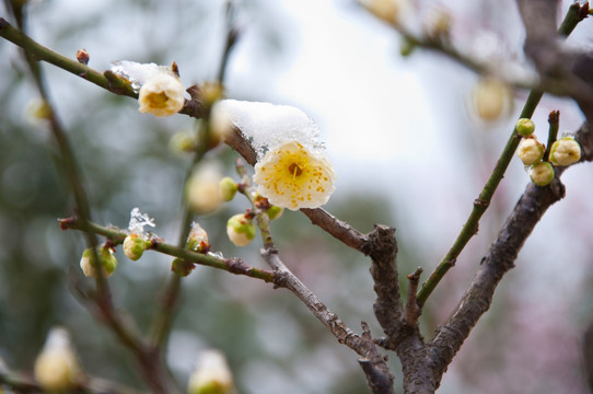 迎春雪梅