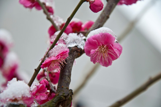 迎春雪梅