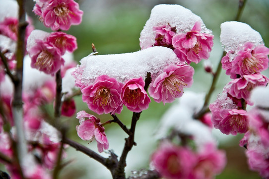 迎春雪梅