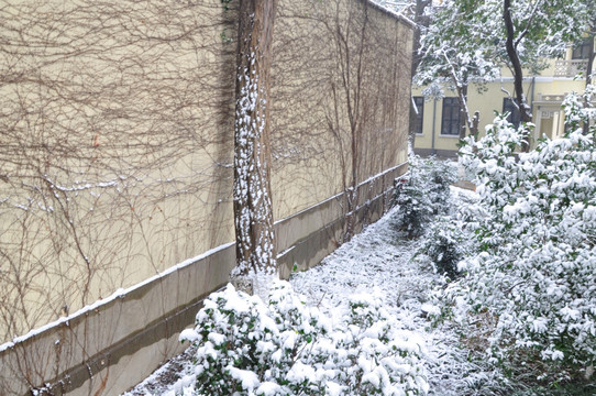 总统府雪景