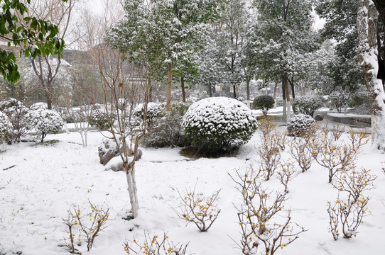 总统府雪景