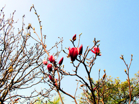 园林 花木