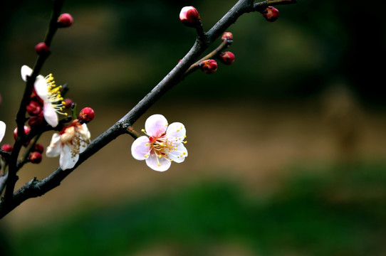 2011年南京梅花山梅花