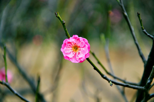 2011年南京梅花山梅花