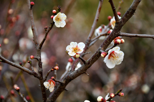 2011年南京梅花山梅花