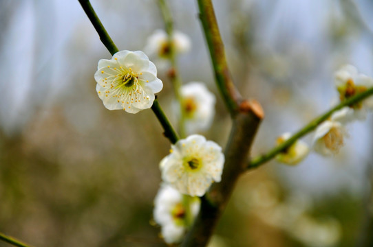 2011年南京梅花山梅花