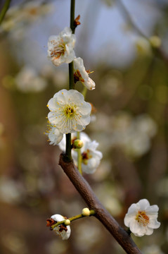 2011年南京梅花山梅花