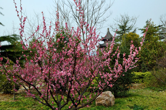 南京梅花山梅花