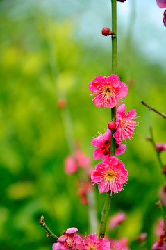 2011年南京梅花山梅花