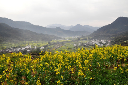 江陵油菜花