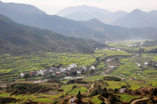 江陵油菜花