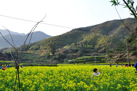 庆源油菜花