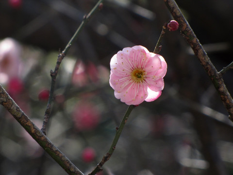 报春的花