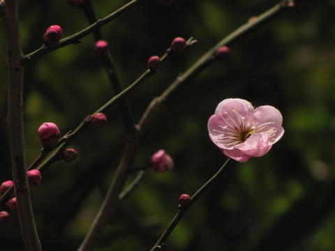 春在枝头