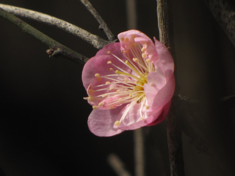 阳光下的春花