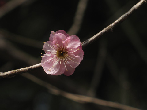 梅花