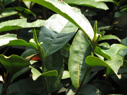 茶树 茶叶芽 新芽 茶枪