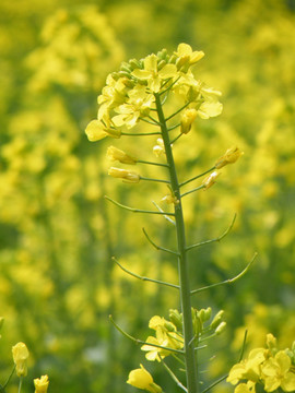 油菜花