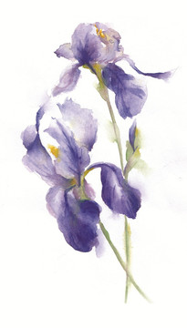水彩小花（未分層）