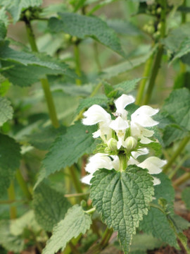 野花 野薄荷