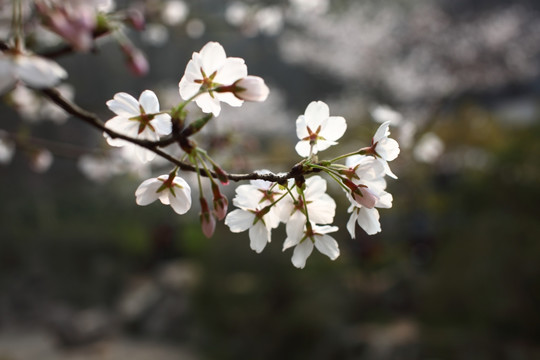 樱花