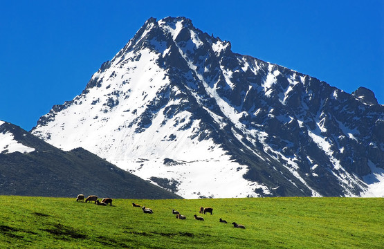 雪山 草原