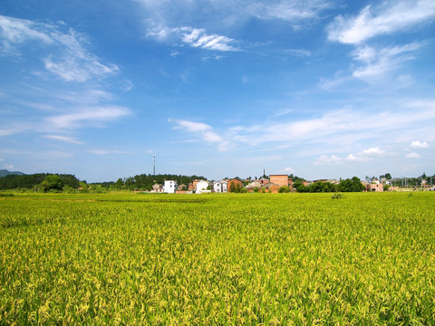 田野