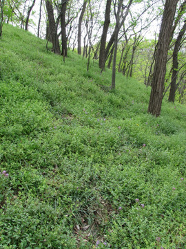 清明时节 野草 青草 草地 草坡