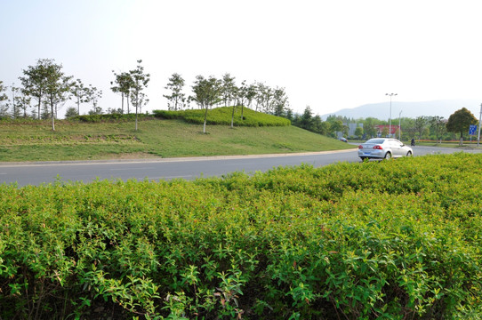 道路绿化