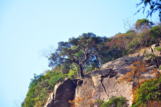 黄山西海大峡谷奇松